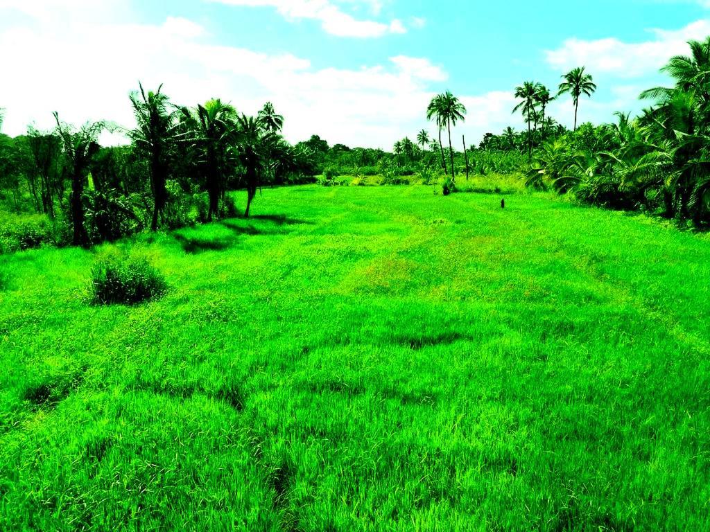 Pelwehera Village Resort Dambulla Exterior photo